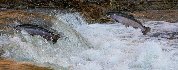 Know Your Salmon: Explore The 5 Varieties You'll Find in Alaska